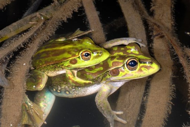 A pair of Yellow-spotted Bell Frogs in the Southern Tablelands of New South Wales state of Australia. The species of frog thought to have been extinct for 30 years has been discovered in Australian farmland.